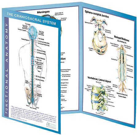 CranioSacral System Trifold Reference Chart