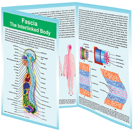 Fascia; The Interwoven Body Trifold Reference Chart